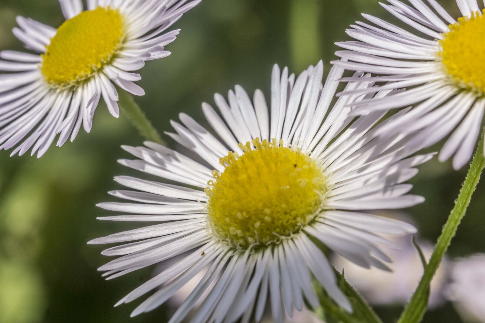 Canon EOS 600D (Rebel EOS T3i / EOS Kiss X5) sample photo. Daisy, white flower, flowers photography