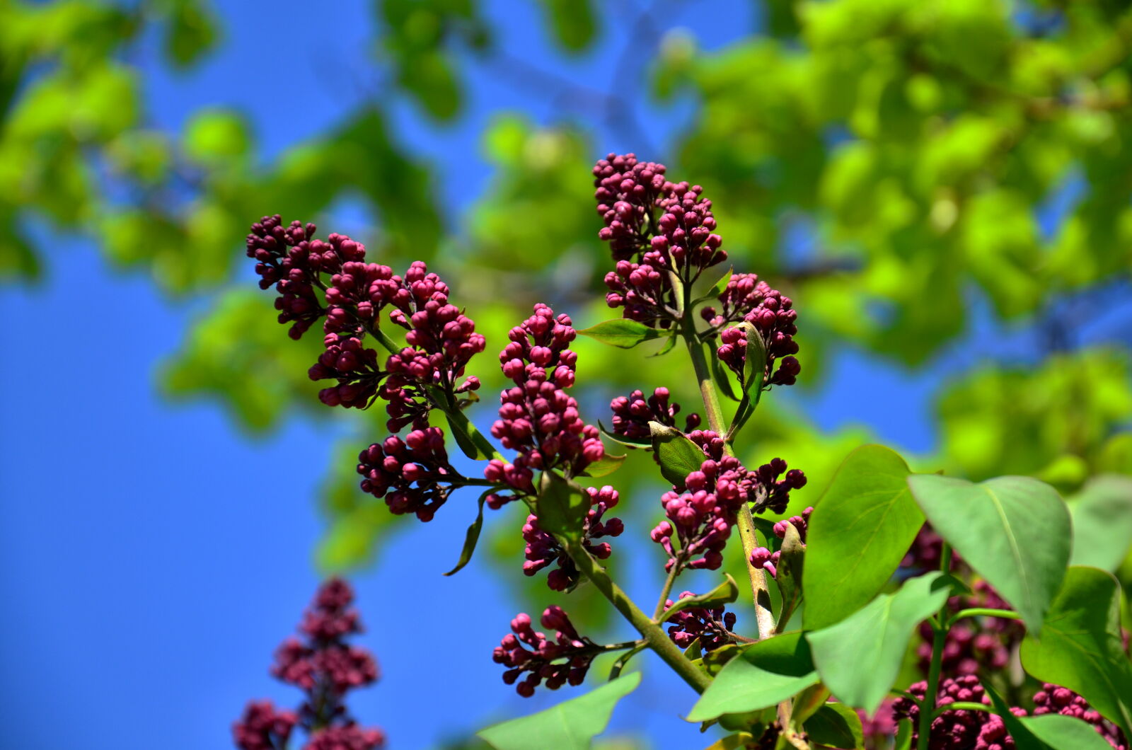 Nikon D5100 sample photo