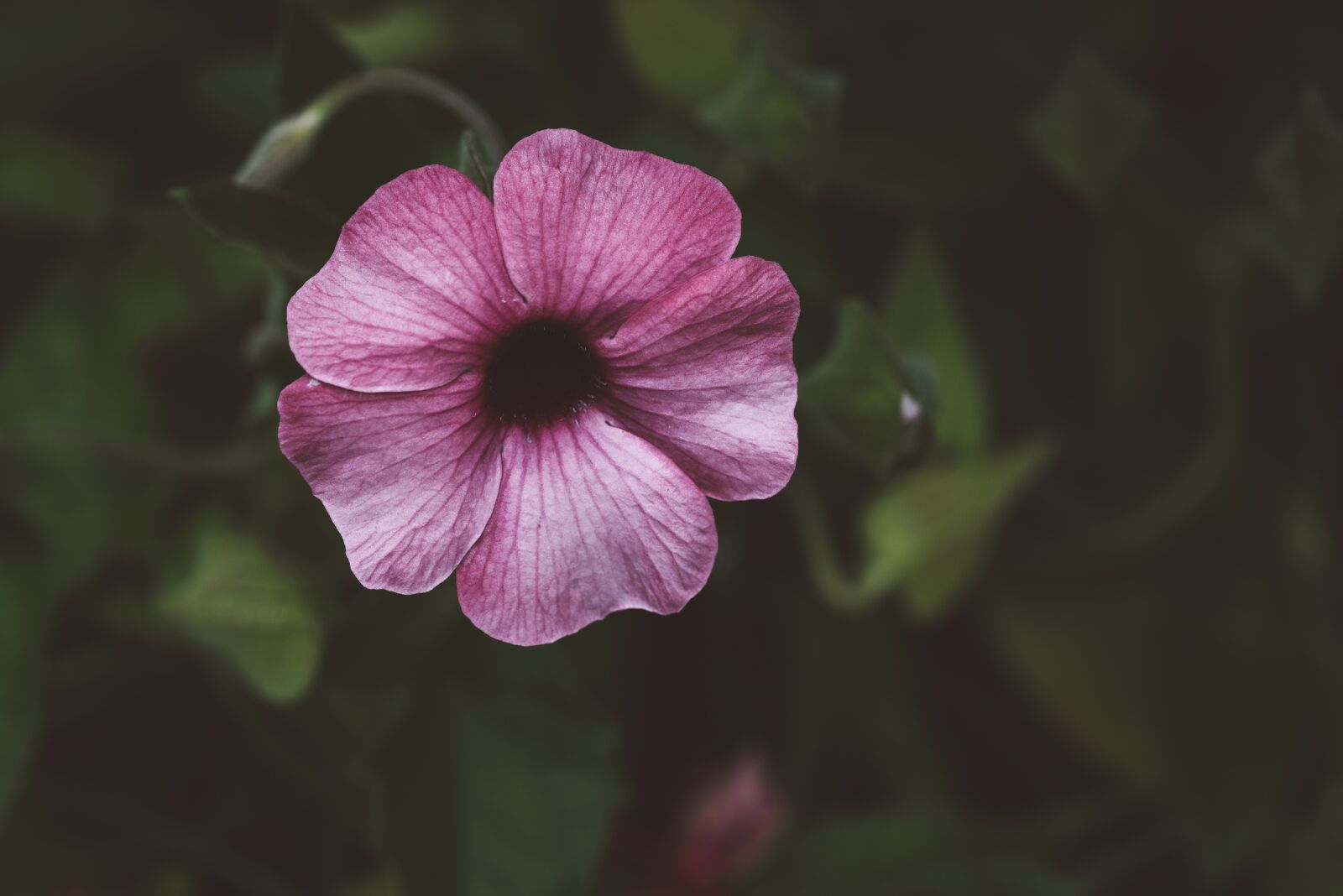 Nikon D750 sample photo. Flower, blossom, bloom photography