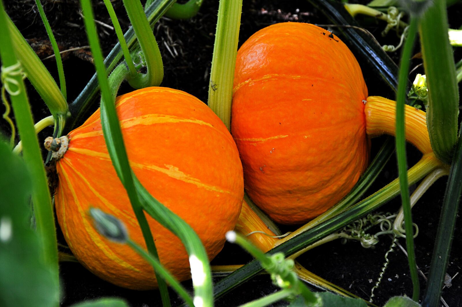 Nikon D3200 sample photo. Pumpkin, growth, plant photography