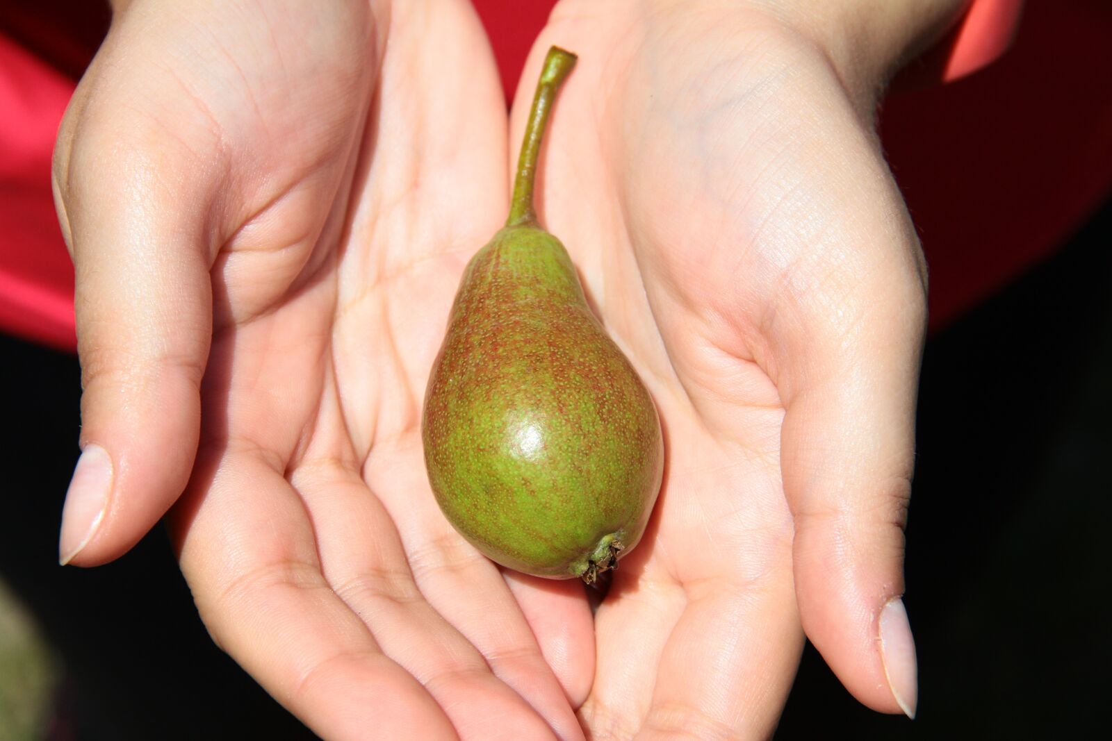 Canon EOS 7D sample photo. Pear, crop, hands photography