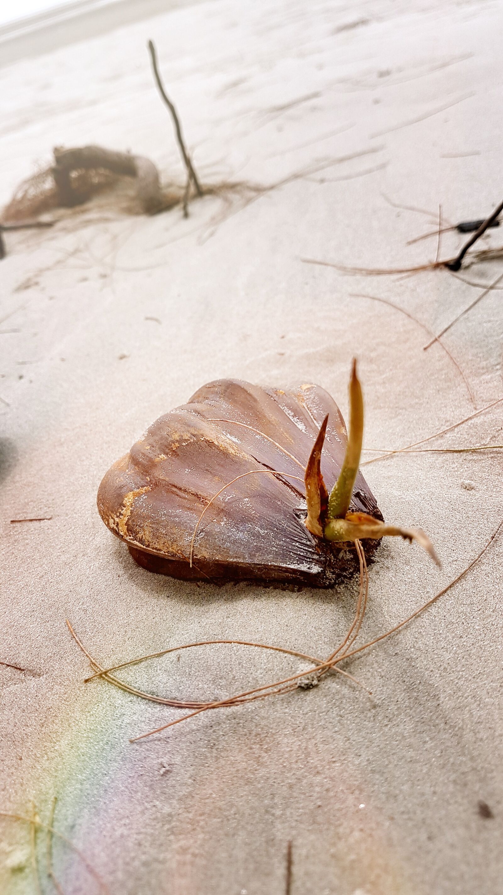 Samsung Galaxy S7 Edge sample photo. Beach, shell, sea photography