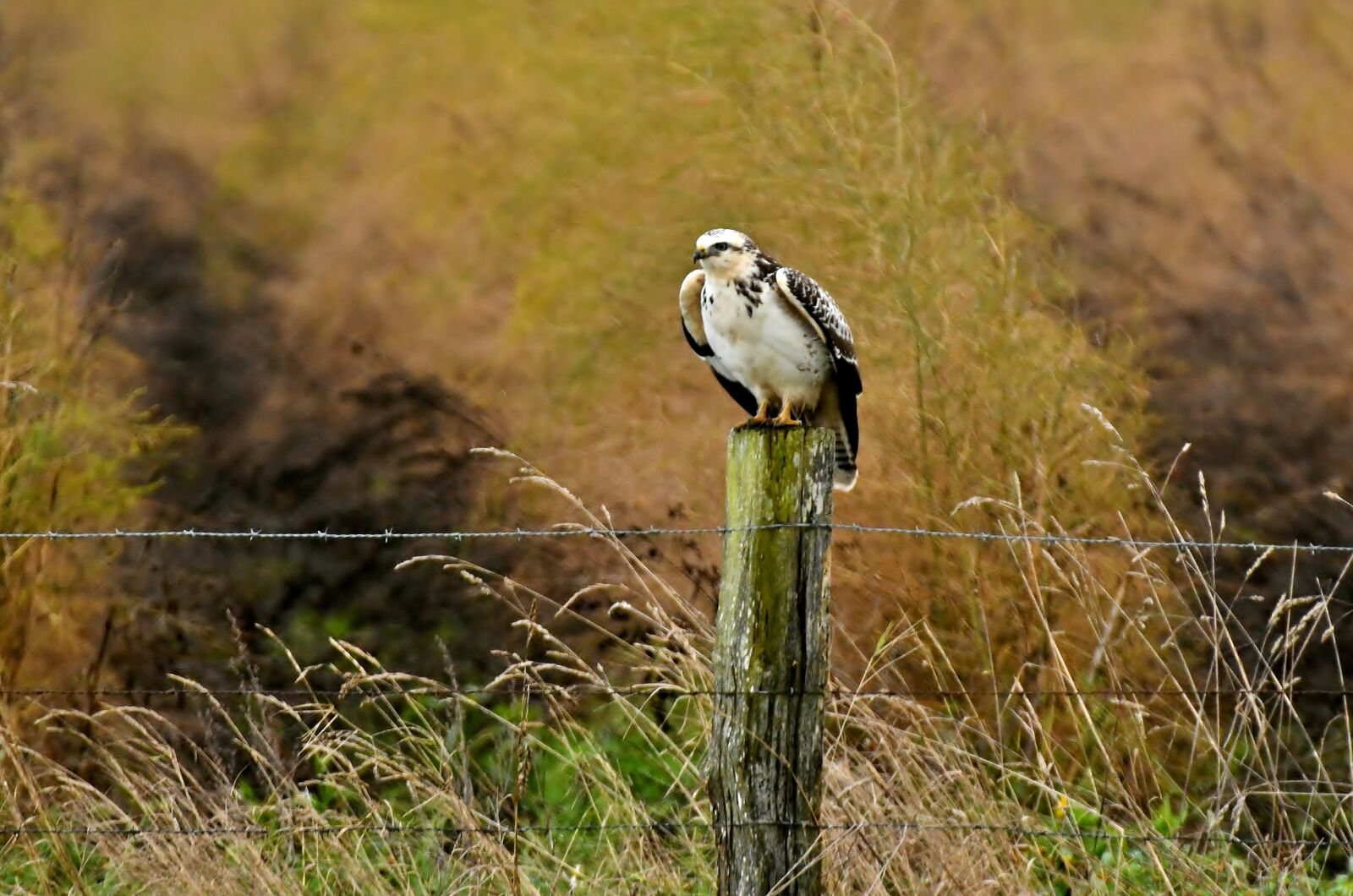 Nikon D500 sample photo. Common buzzard, bird of photography