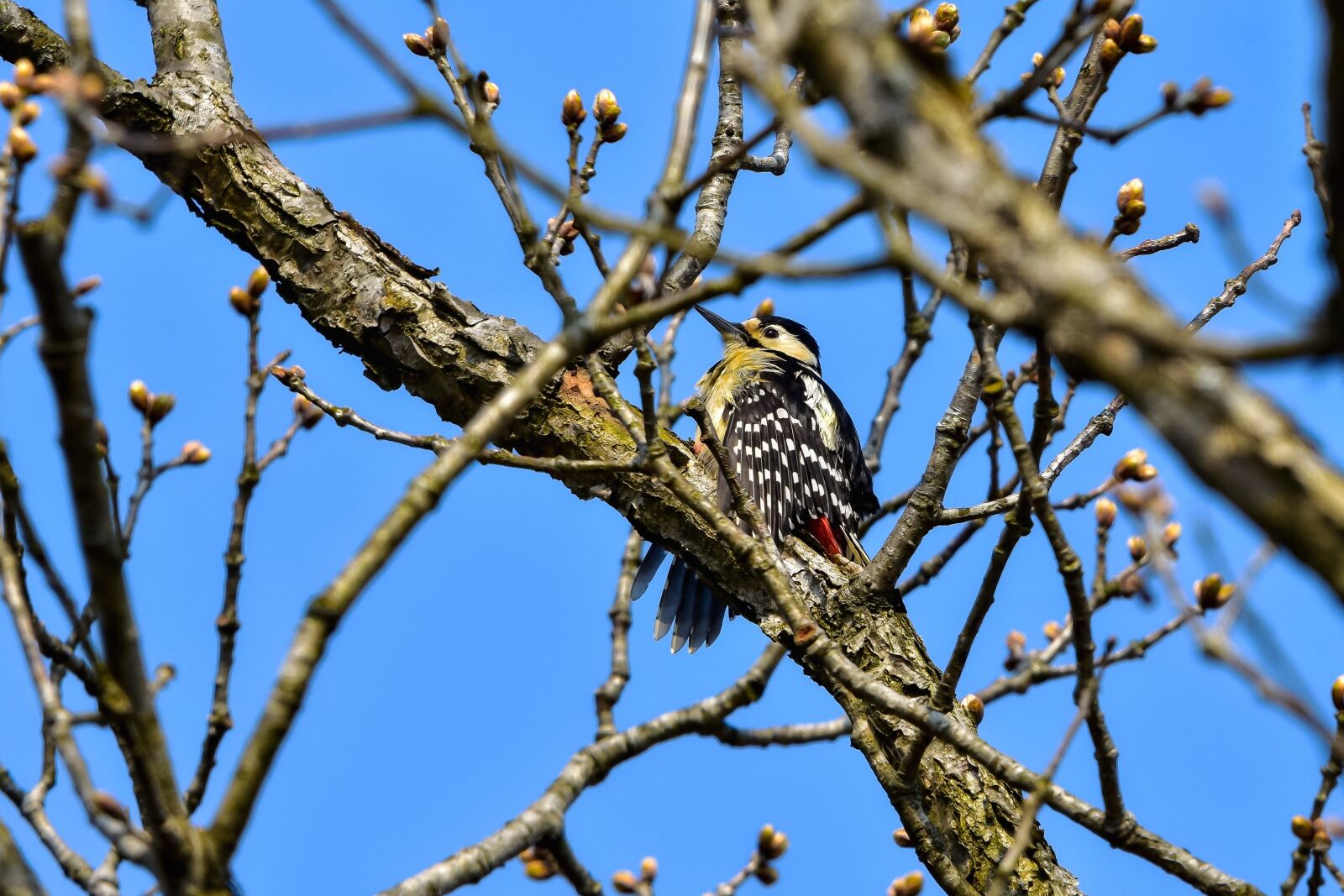 Nikon D7200 sample photo. Animal, forest, wood photography