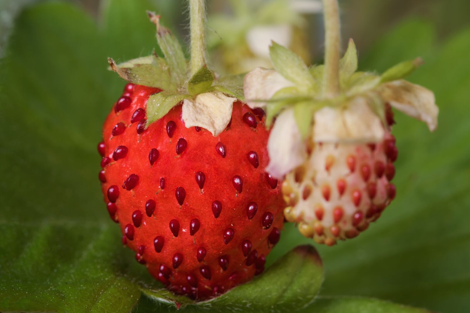 Canon EOS 7D Mark II sample photo. Berries, nature, fragaria vesca photography