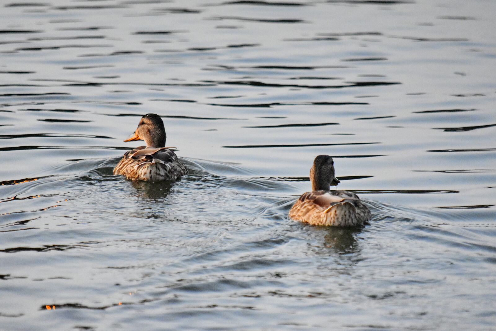 Nikon D5500 sample photo. Swimming, duck bird, duck photography