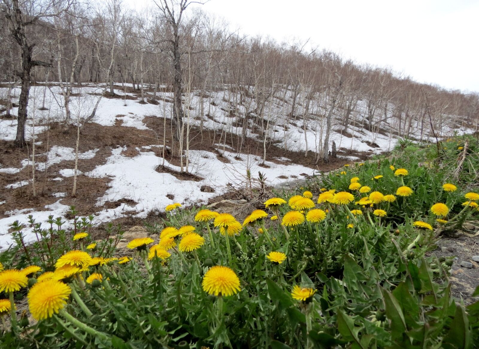 Canon PowerShot SX40 HS sample photo. Spring, dandelions, slope photography
