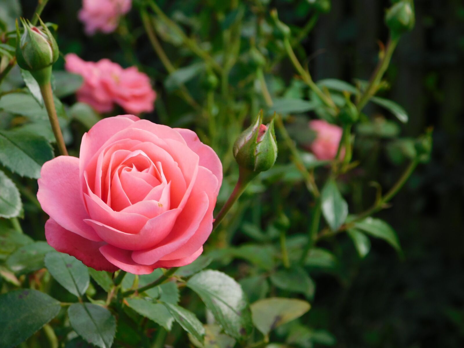 Nikon Coolpix B500 sample photo. Rosa, flower, nature photography