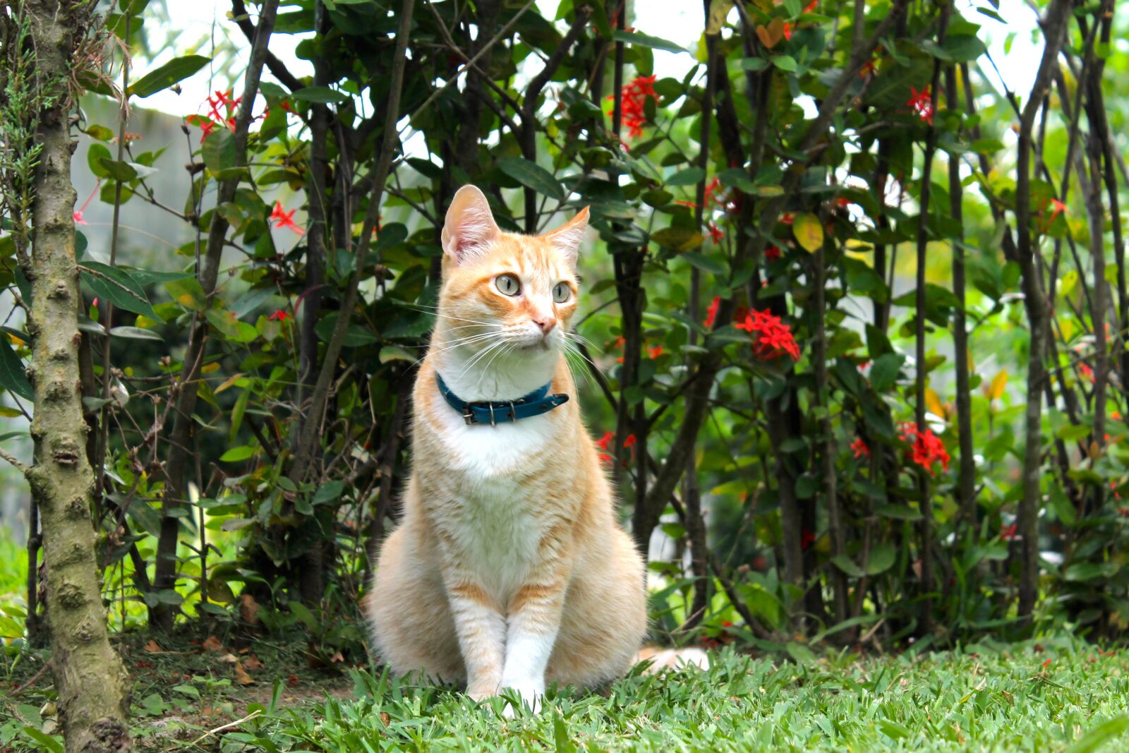 Canon EOS 1100D (EOS Rebel T3 / EOS Kiss X50) sample photo. Cat, plants, green photography