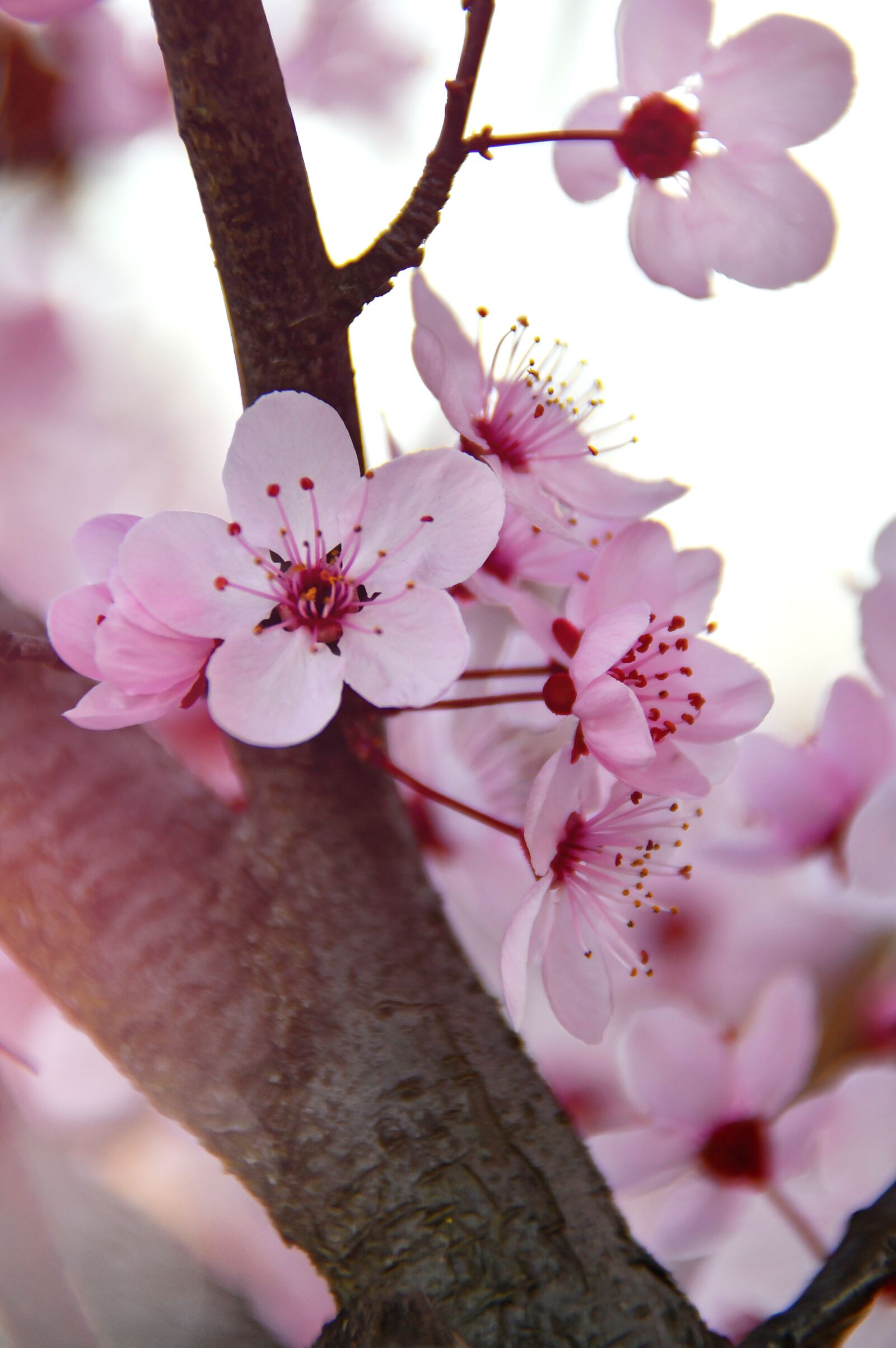 Nikon D3200 sample photo. Spring, spring flowers, pink photography