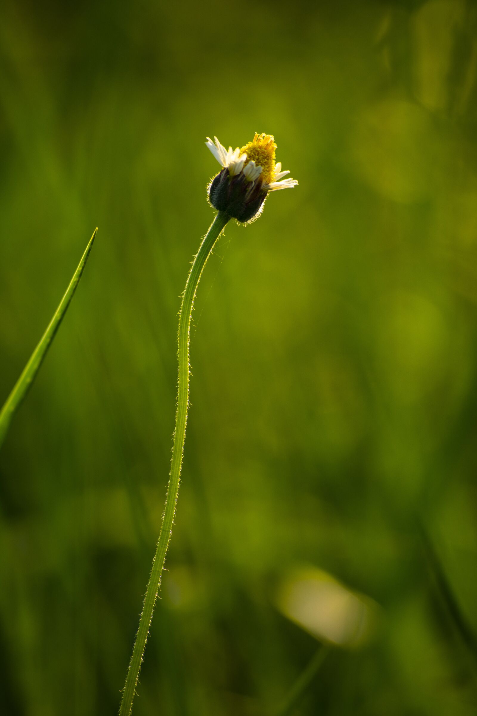 Nikon D3400 sample photo. Flower flowers, nature, sun photography
