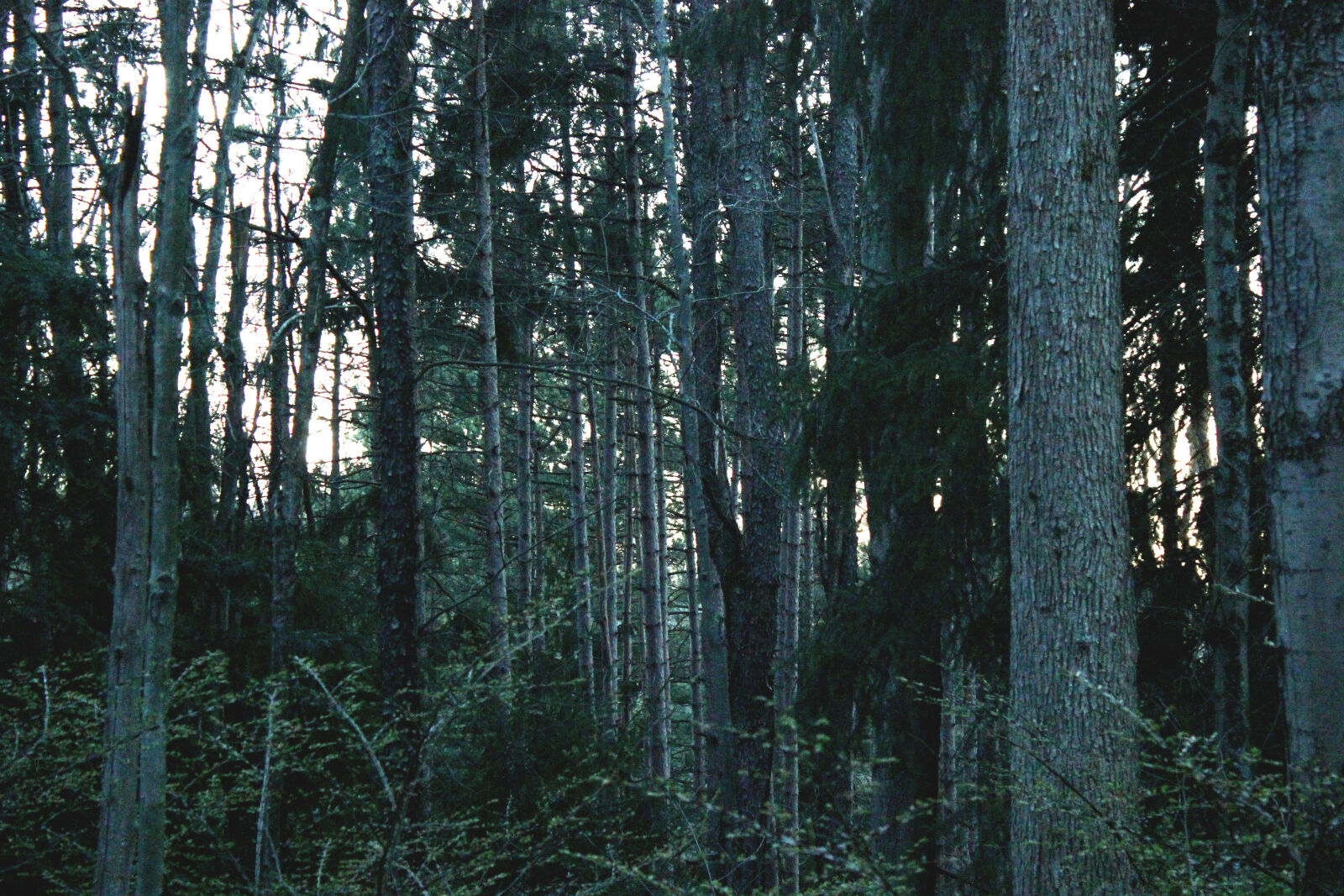 Canon EOS 600D (Rebel EOS T3i / EOS Kiss X5) sample photo. Forest, nature, pine, trees photography