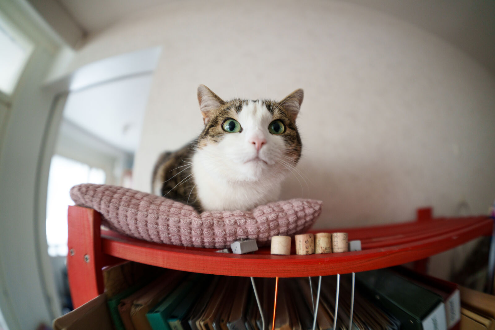 Sigma 15mm F1.4 DG DN Diagonal Fisheye Art sample photo. Cat is not amused photography