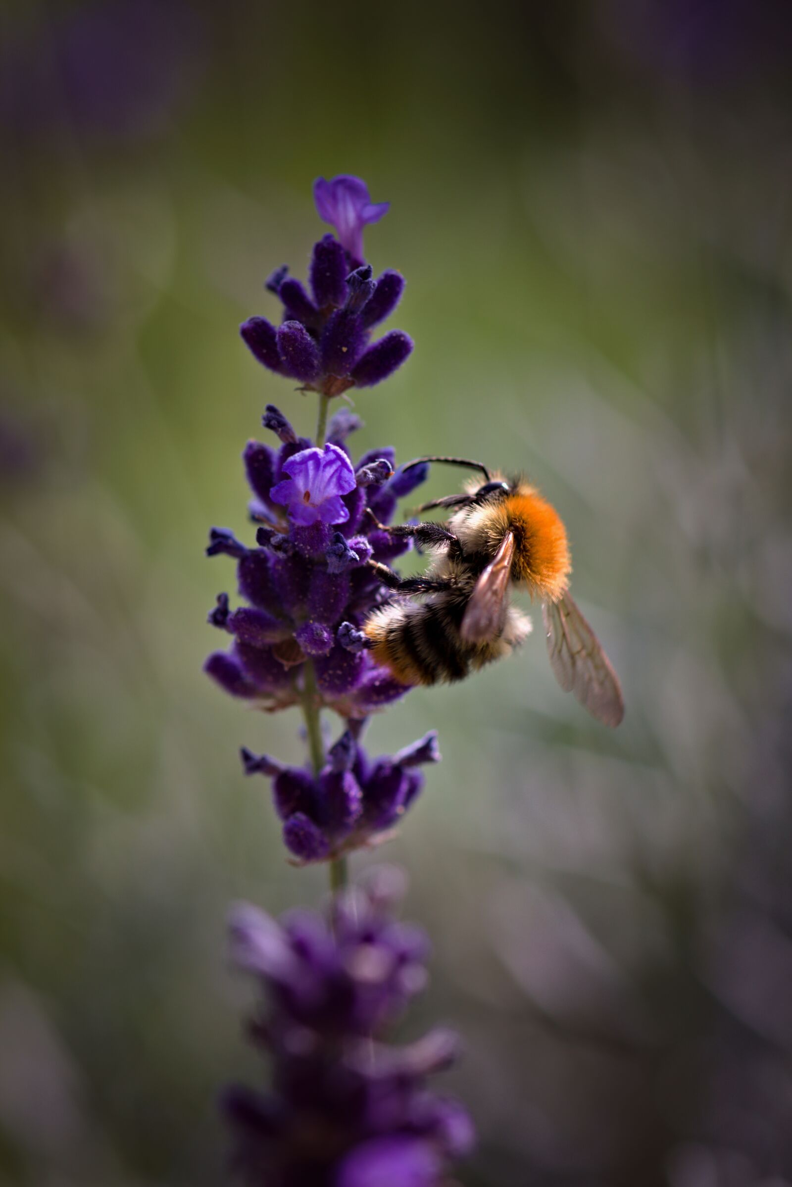 Nikon D5500 sample photo. Nature, flower, bee photography