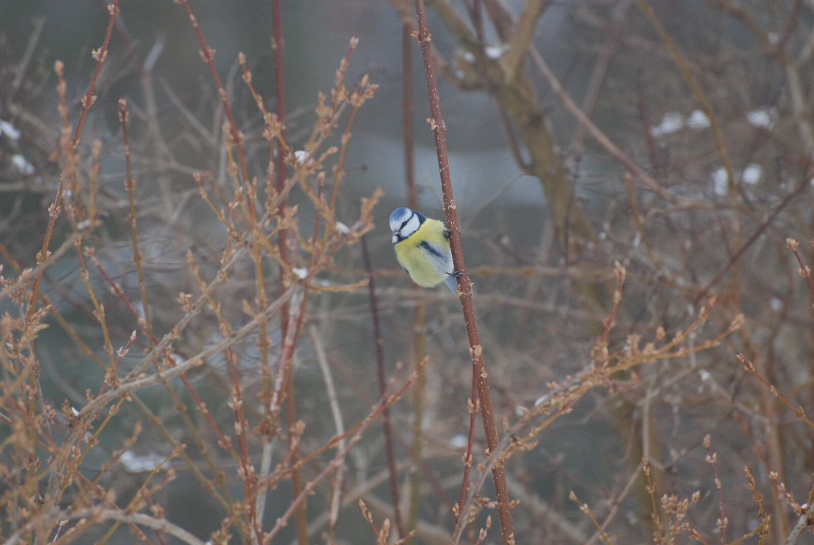 Nikon D80 sample photo. Chickadee, birds, nature photography