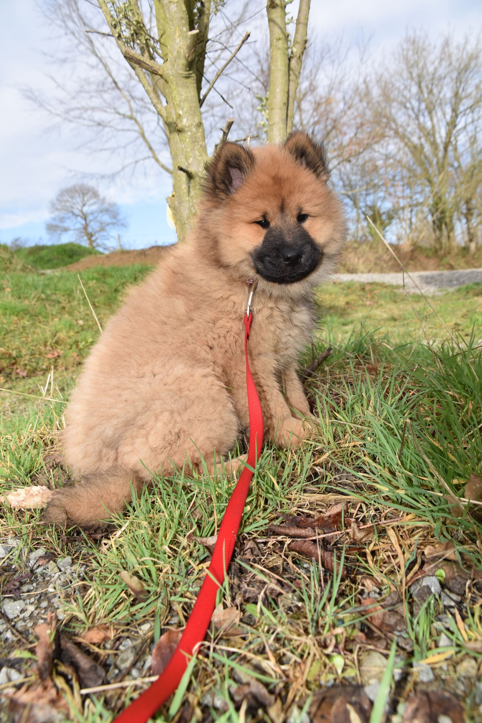 Nikon D5600 sample photo. Dog, pup, eurasier puppy photography