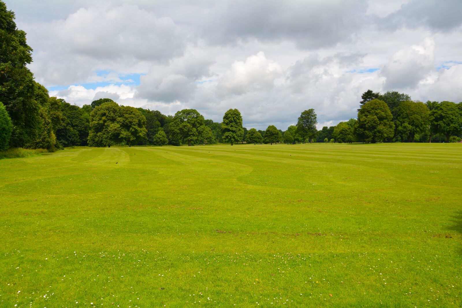 Nikon D5200 sample photo. Field, trees, grass photography