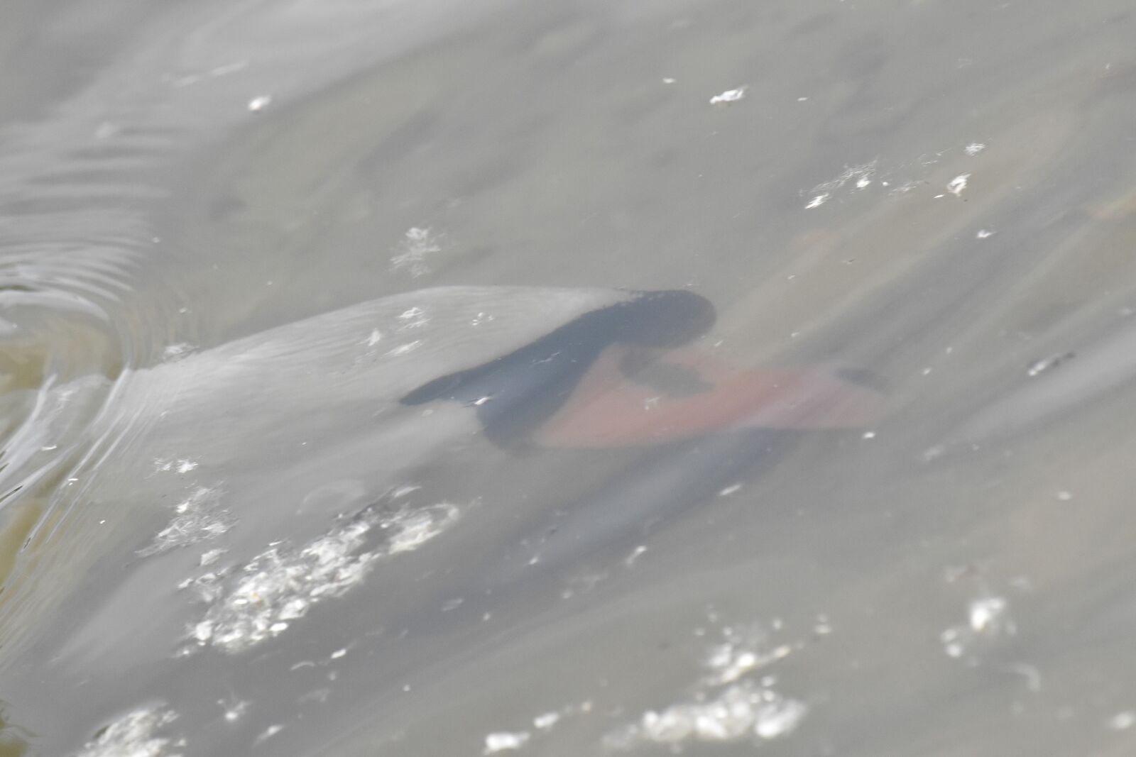 Nikon D5500 sample photo. Head, swan, underwater, liquid photography