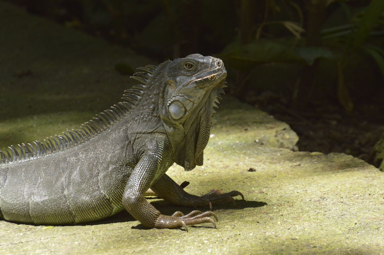 Nikon D3200 sample photo. Iguana, reptile, costa rica photography