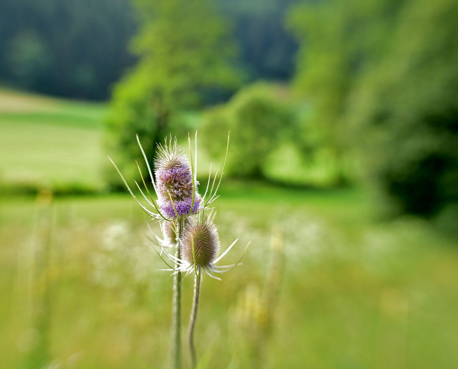 Nikon D600 sample photo. Thistles, thistle, prickly photography