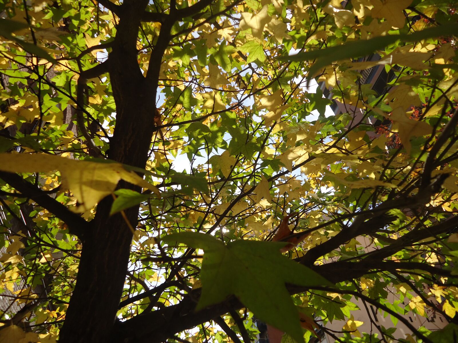 Sony Cyber-shot DSC-W610 sample photo. Tree, leaves, tomorrow photography