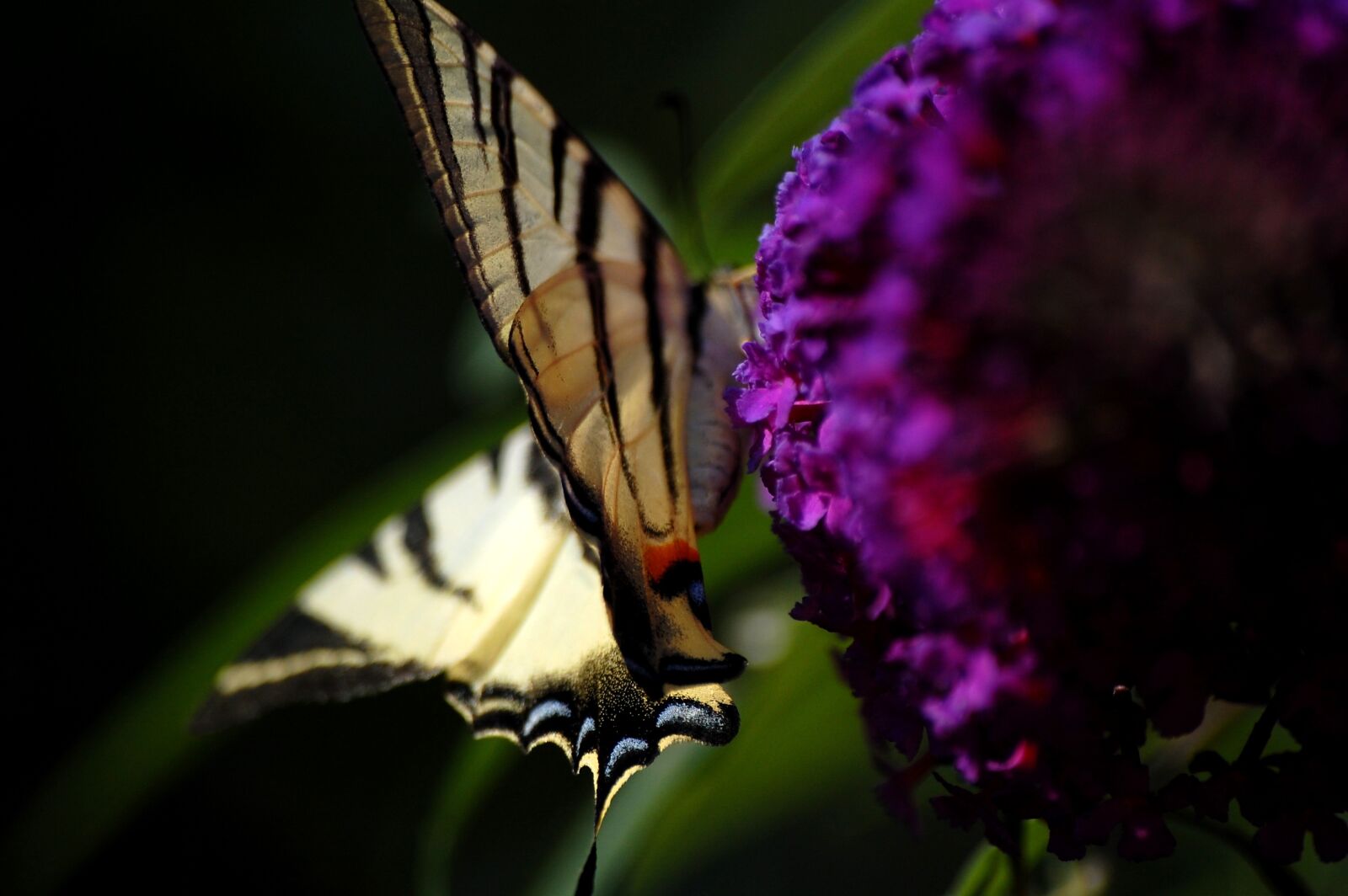Nikon D40 sample photo. Butterfly, insects, flower photography
