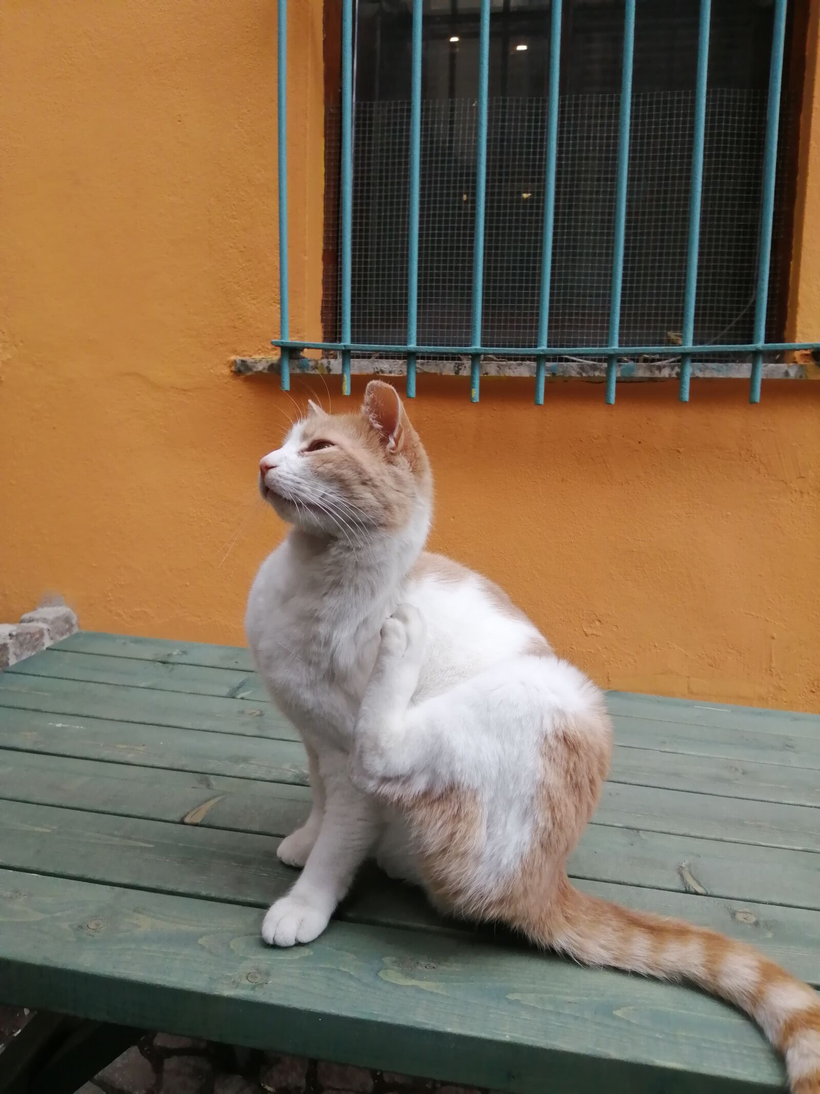 HUAWEI P SMART 2019 sample photo. Cat, orange, cute photography