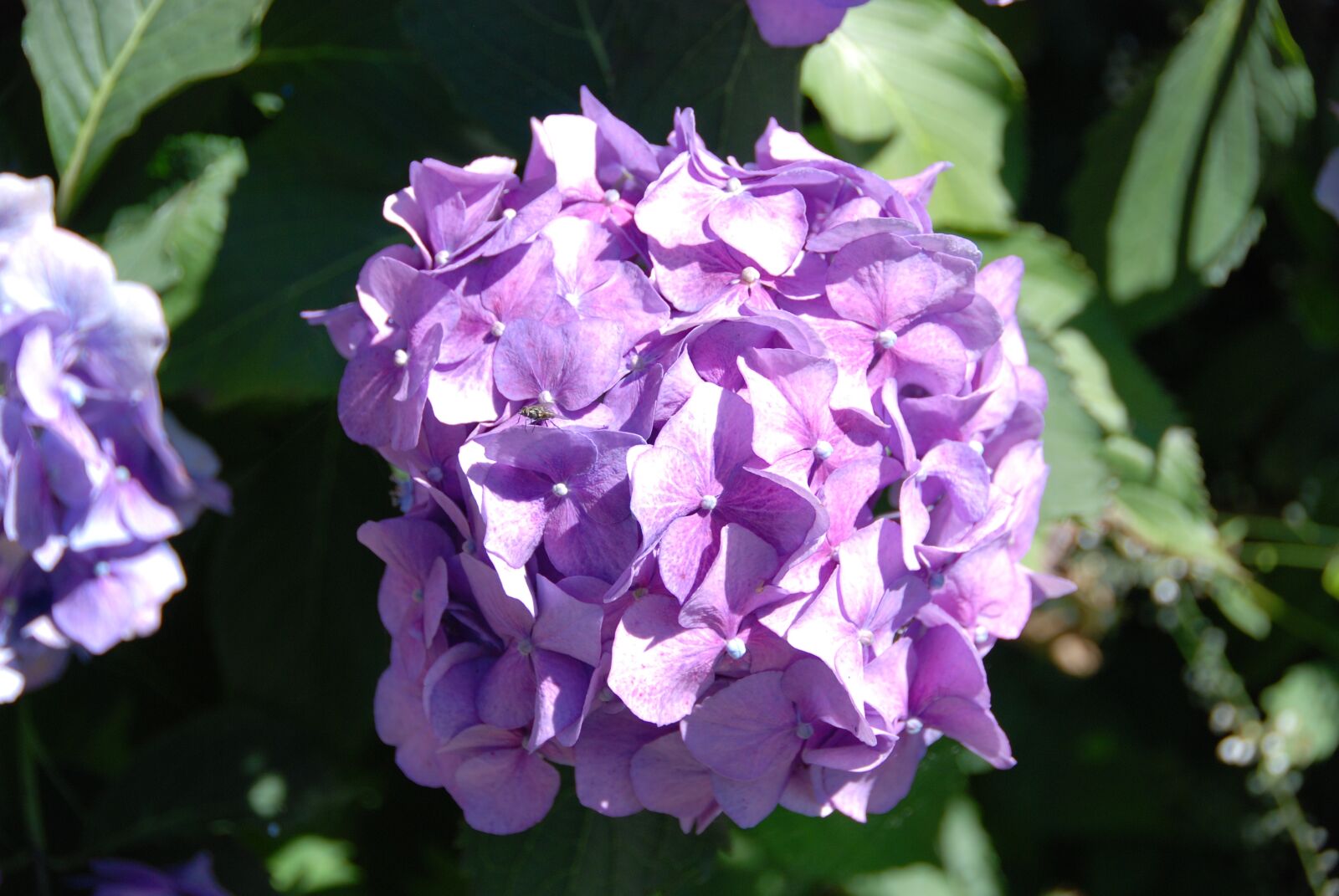 Nikon D80 sample photo. Hydrangea, flower, blossom photography