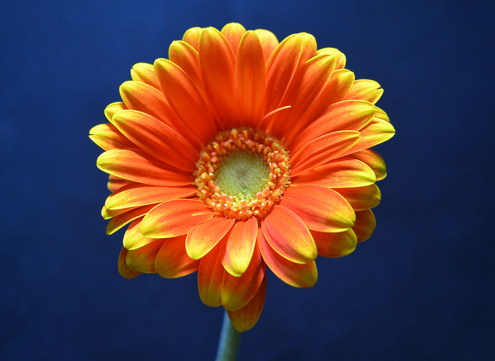 Nikon D5100 sample photo. Germini, flower, orange photography
