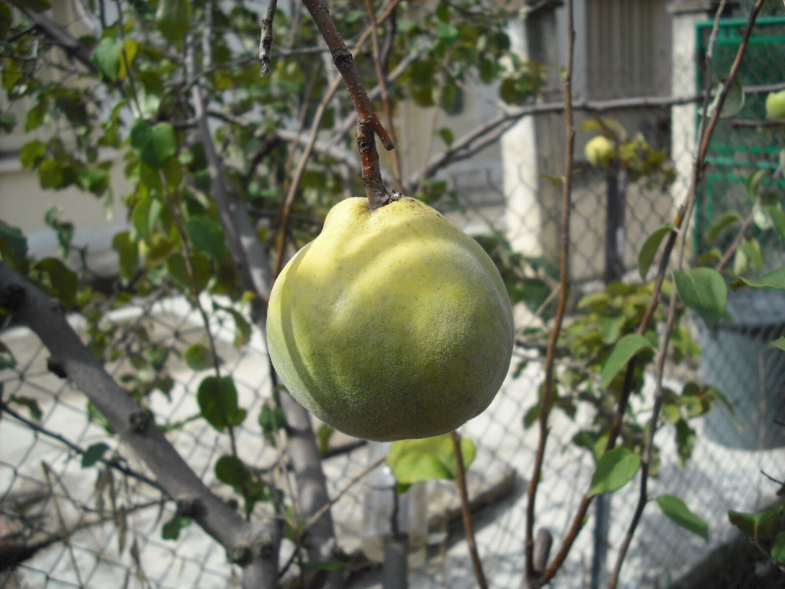 Fujifilm FinePix J15fd sample photo. Fruit, garden, fruit tree photography