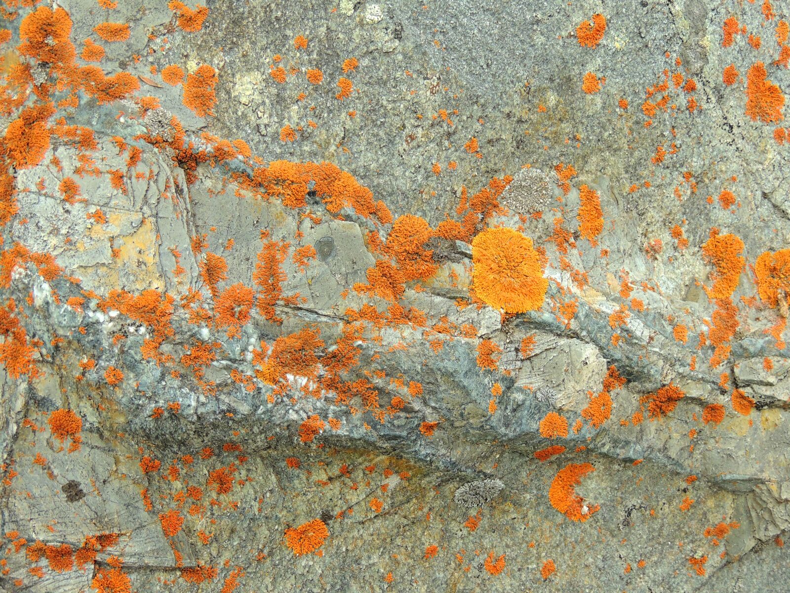 Nikon Coolpix P510 sample photo. Lichen, mountain top, jasper photography