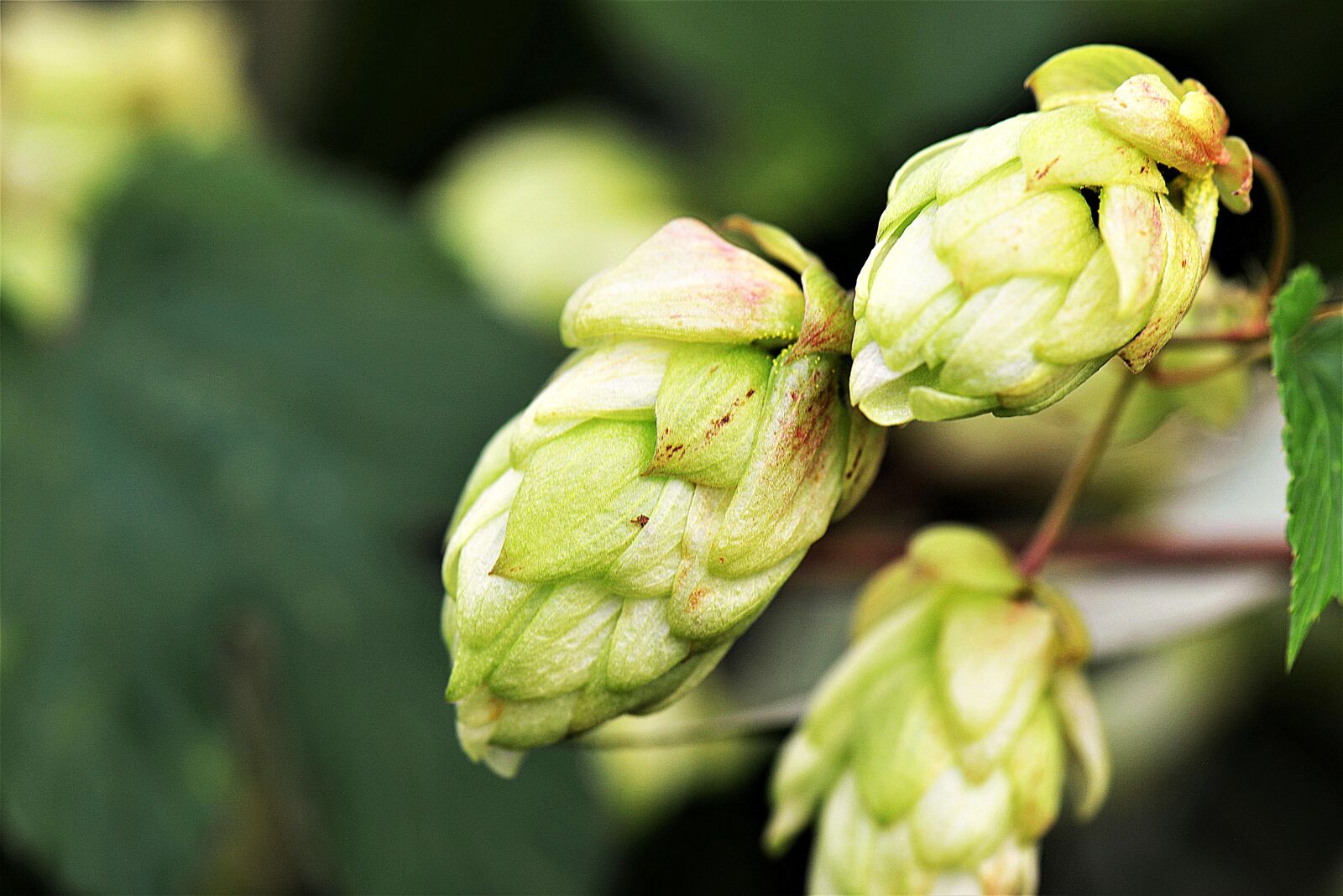 Nikon D610 sample photo. Hops flower, hops, green photography