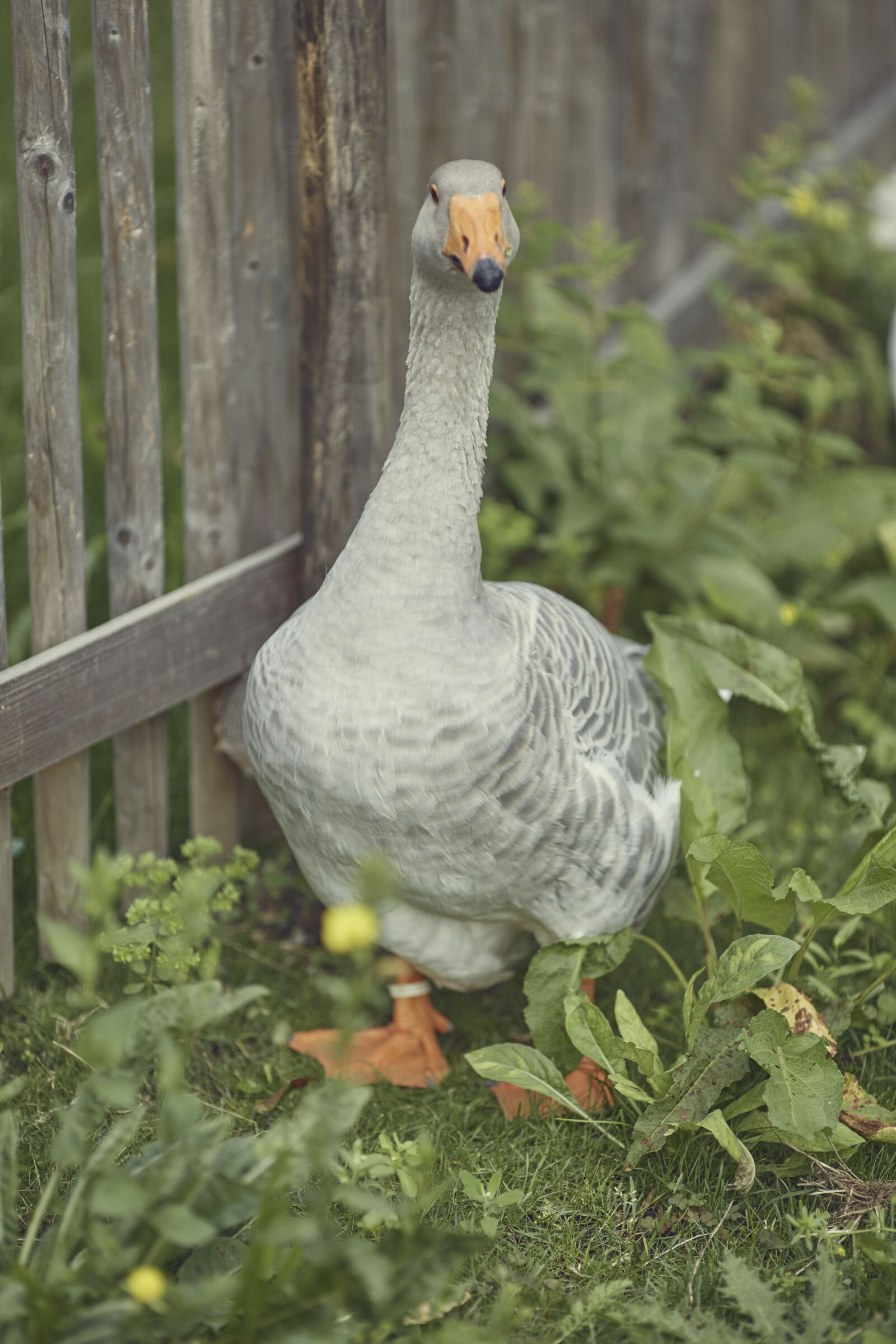 Canon EF 135mm F2L USM sample photo. Goose, grey, white photography