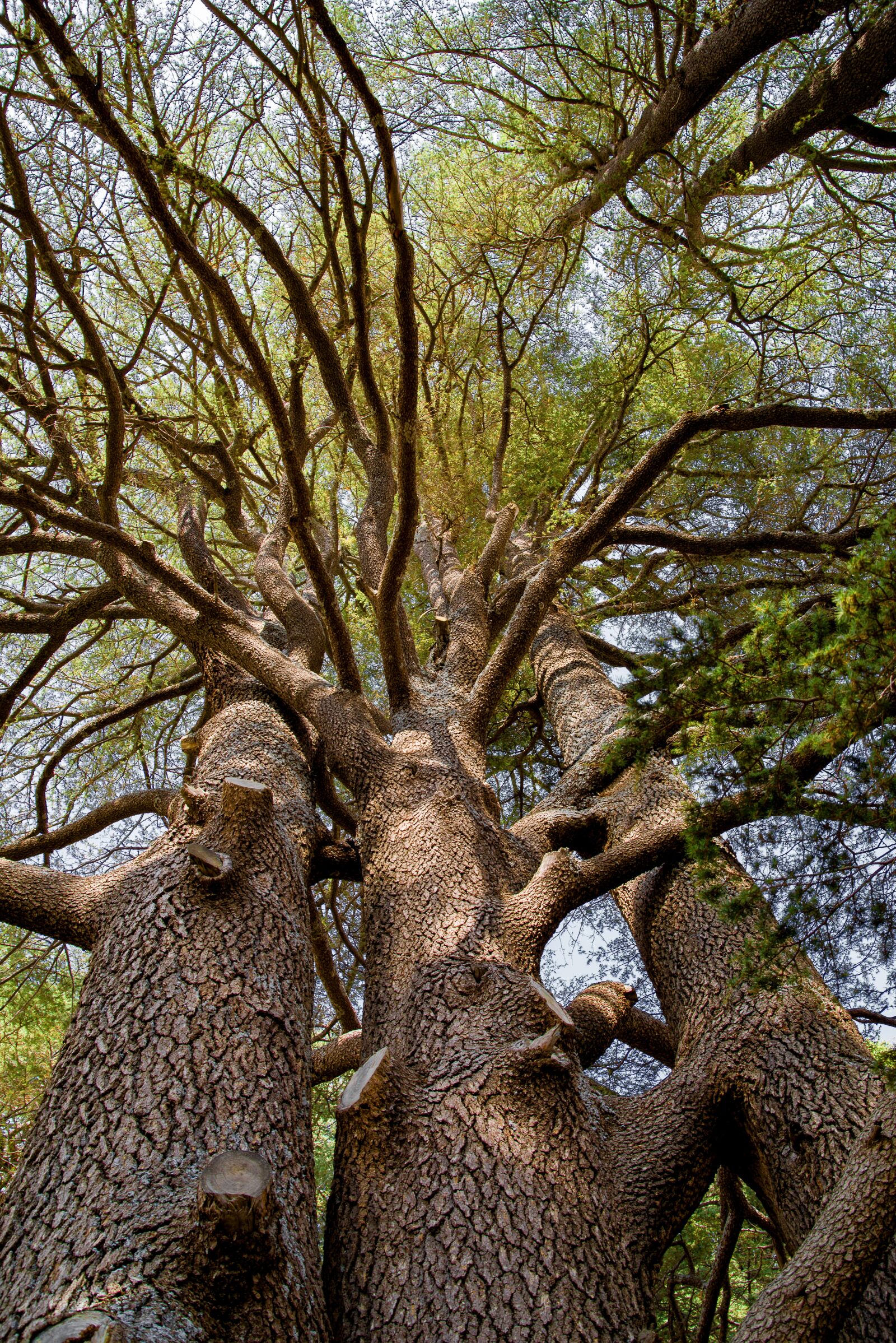 Pentax K-1 Mark II sample photo. Tree, cedar, ancient photography