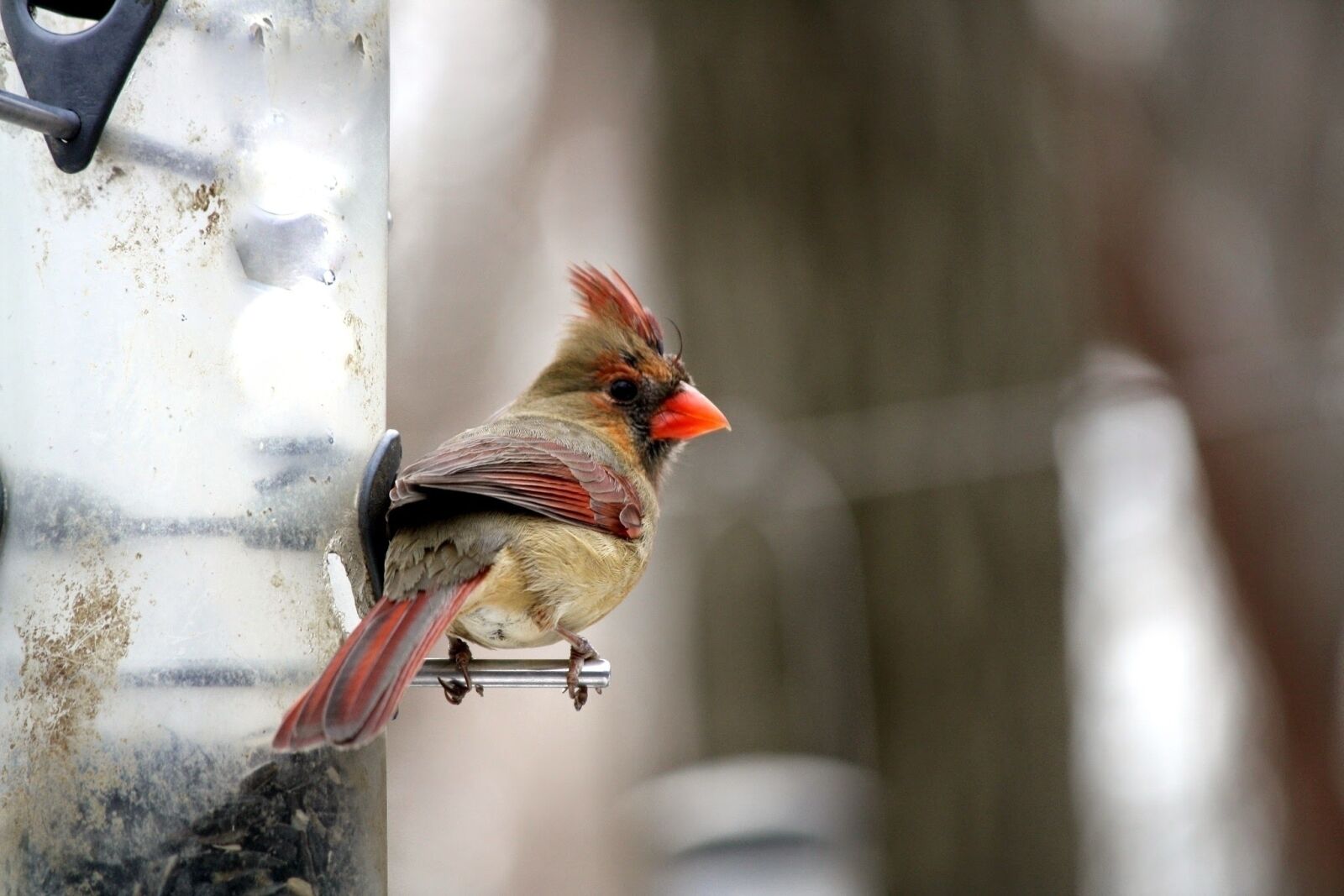 Canon EOS 1000D (EOS Digital Rebel XS / EOS Kiss F) sample photo. Cardinal, bird, feeder photography