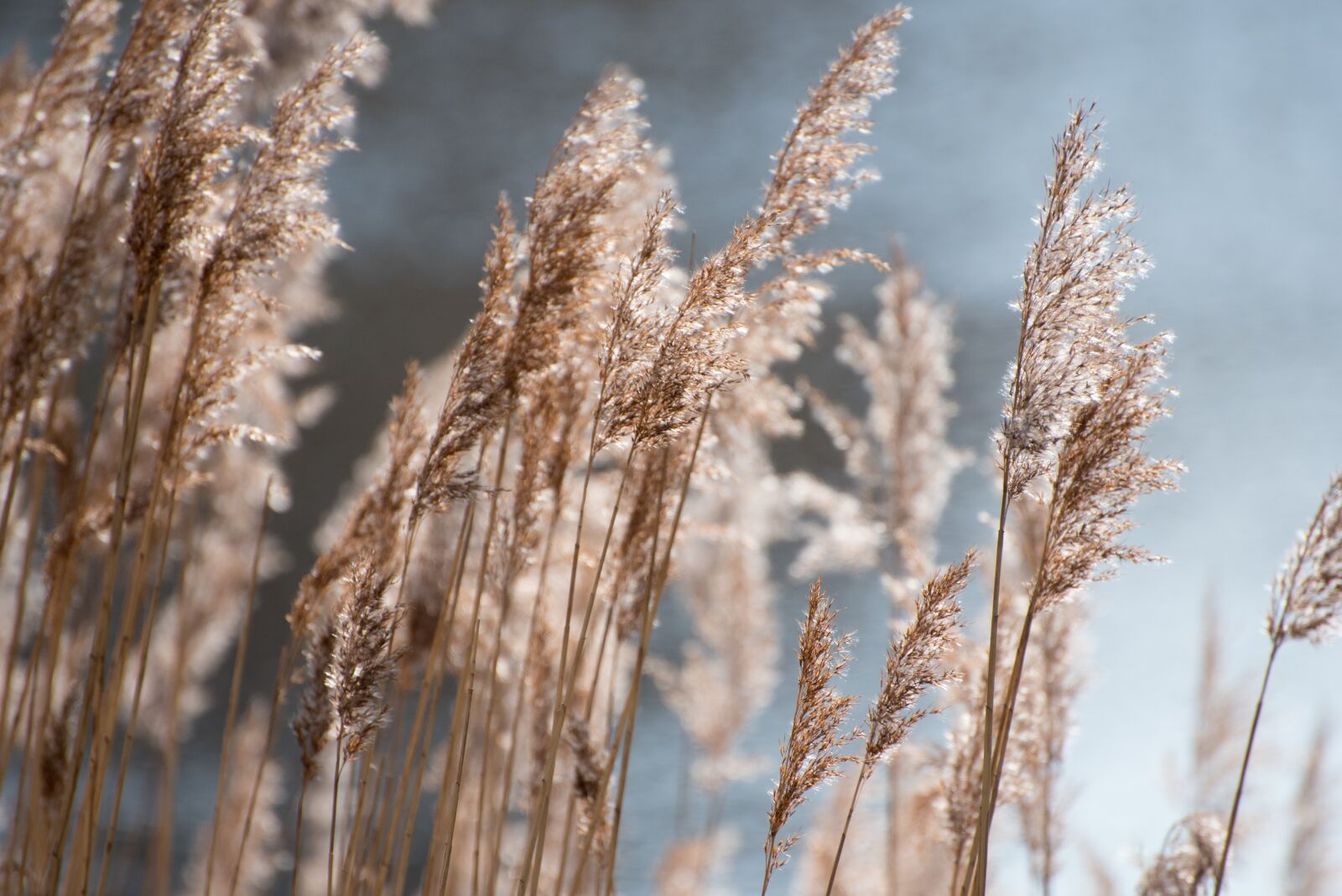 Nikon D750 sample photo. Grasses, nature, landscape photography