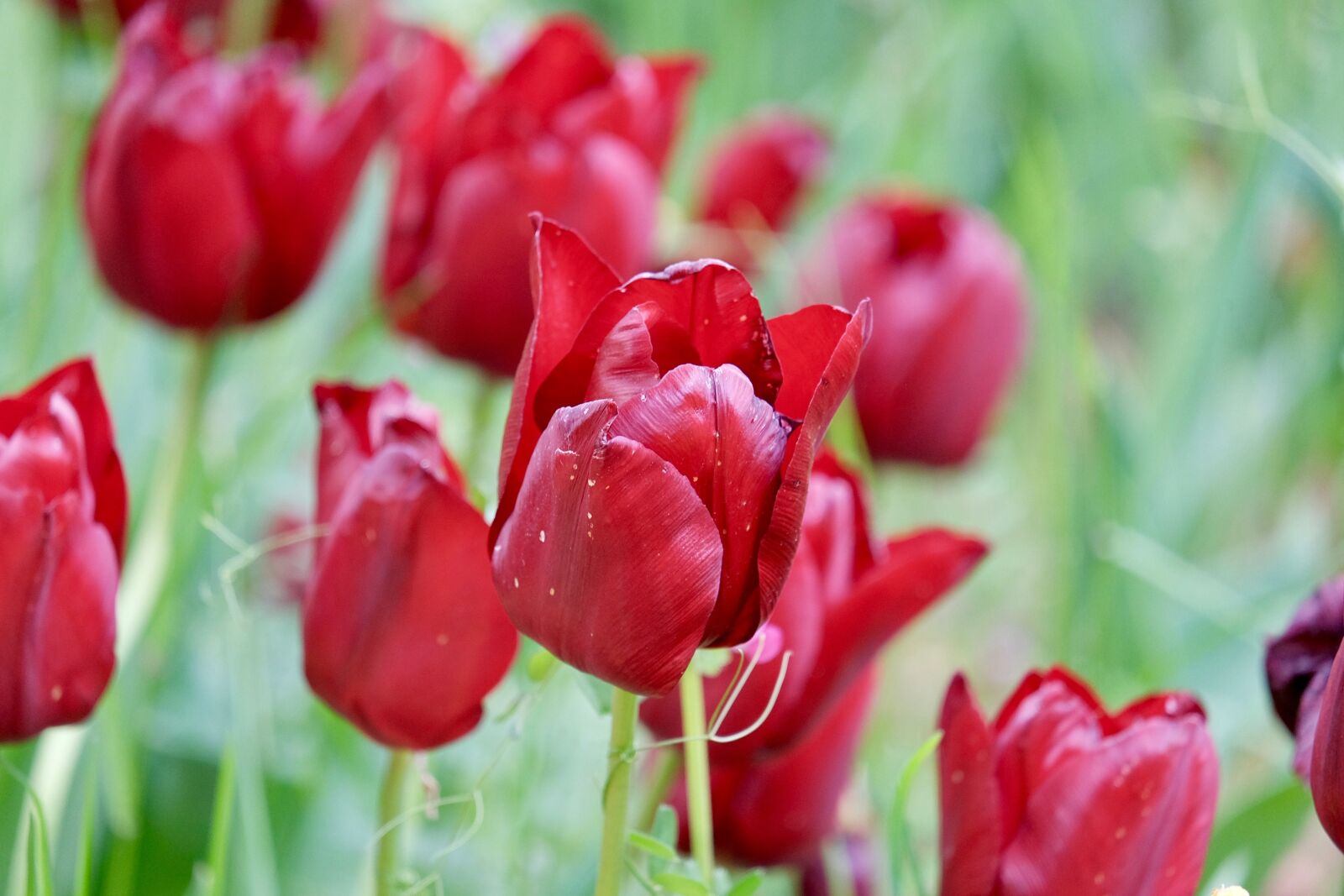 Fujifilm XF 55-200mm F3.5-4.8 R LM OIS sample photo. Tulips, red flowers, spring photography