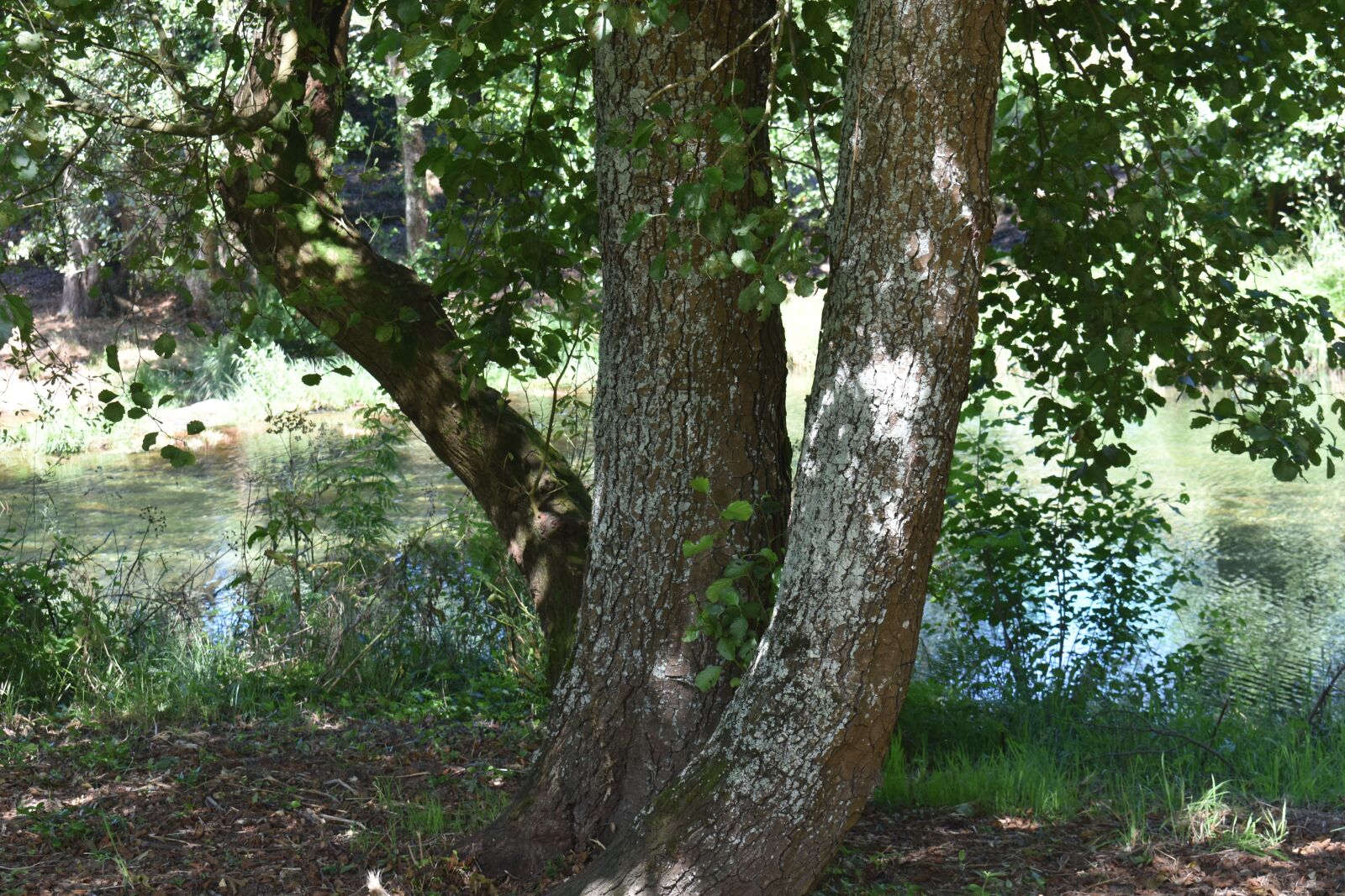 Nikon D3400 sample photo. Nature, mountain, forest photography