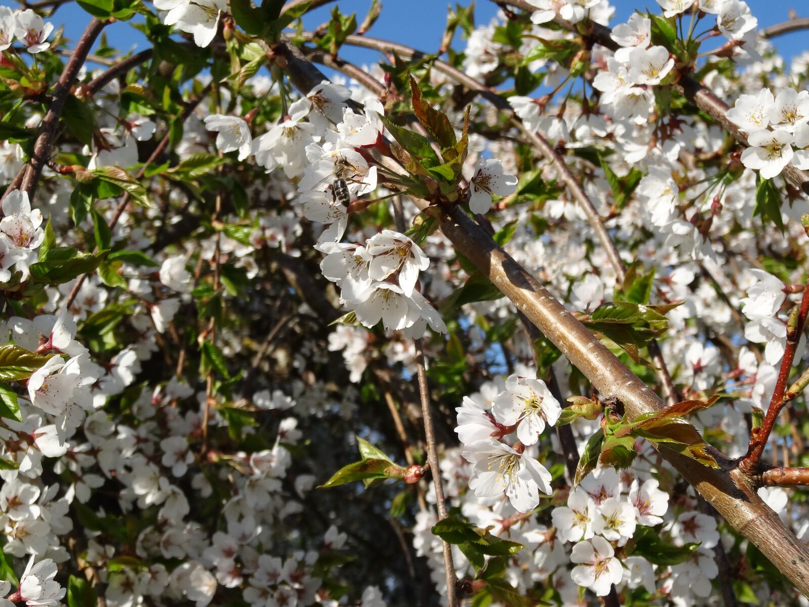 Sony Cyber-shot DSC-HX20V sample photo. Cherry blossom, spring, cherry photography