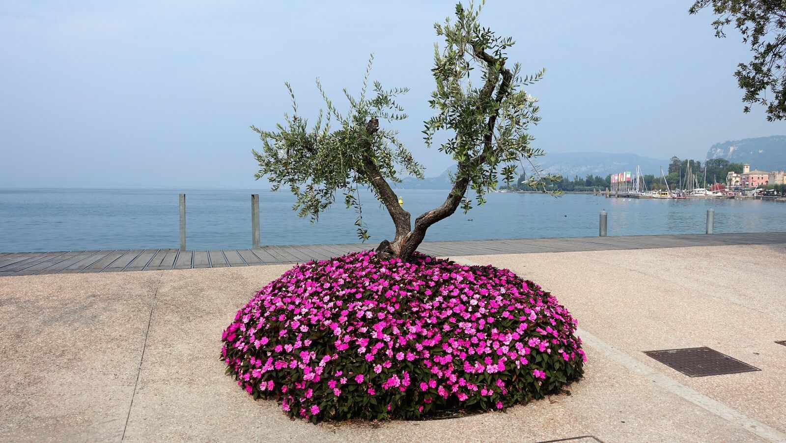 Sony Cyber-shot DSC-RX100 IV sample photo. Garda, flowers, italy photography