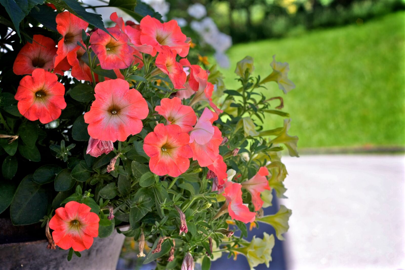 Canon EOS 40D sample photo. Flowers, pink, yellow photography
