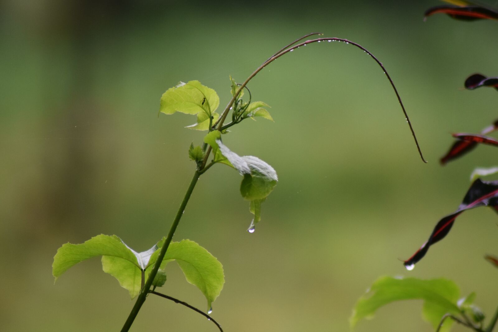 Nikon D5300 sample photo. Flower, kerala, greenery photography