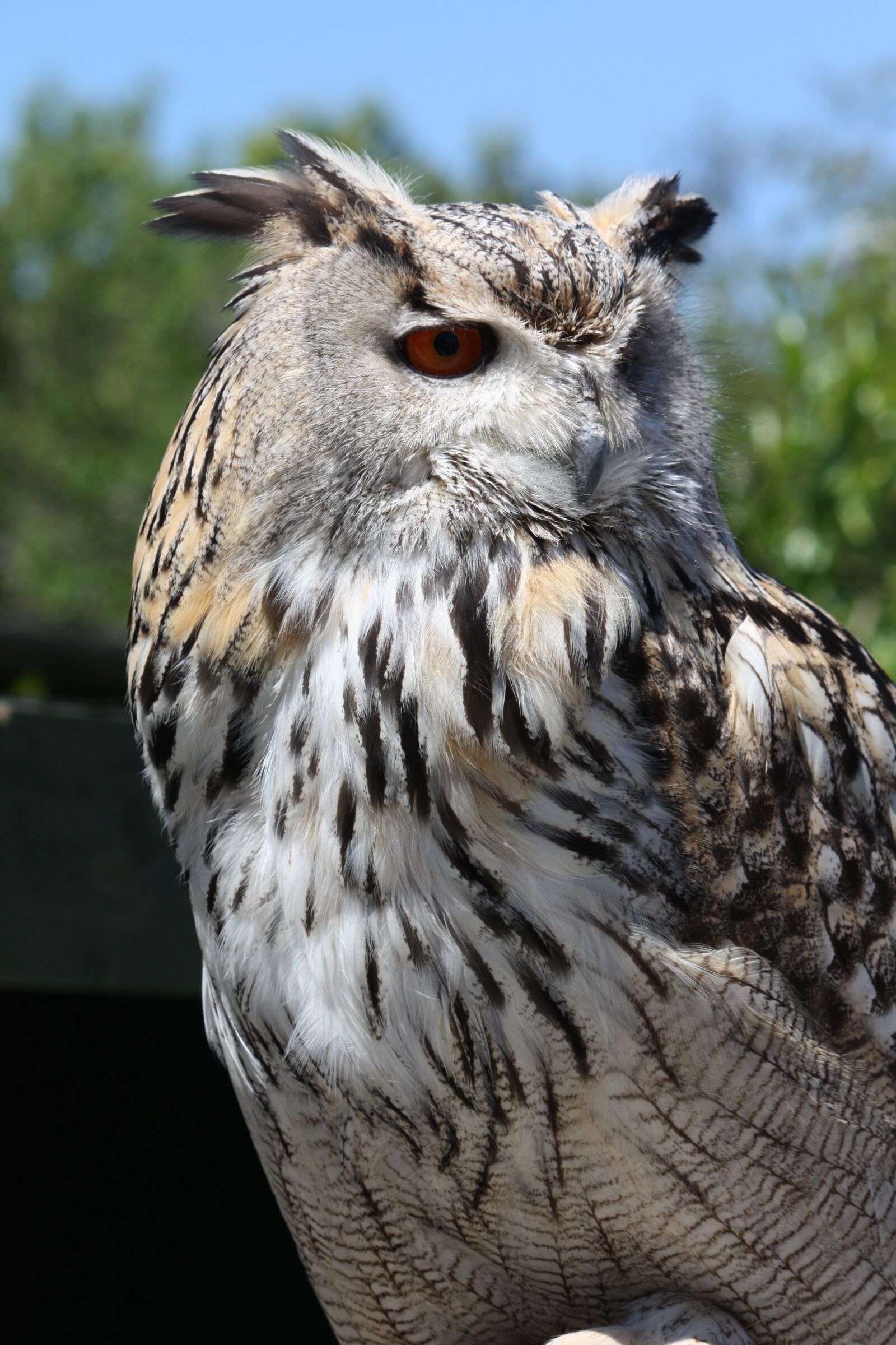 Canon EOS 450D (EOS Rebel XSi / EOS Kiss X2) sample photo. Eagle owl, bird, wildlife photography