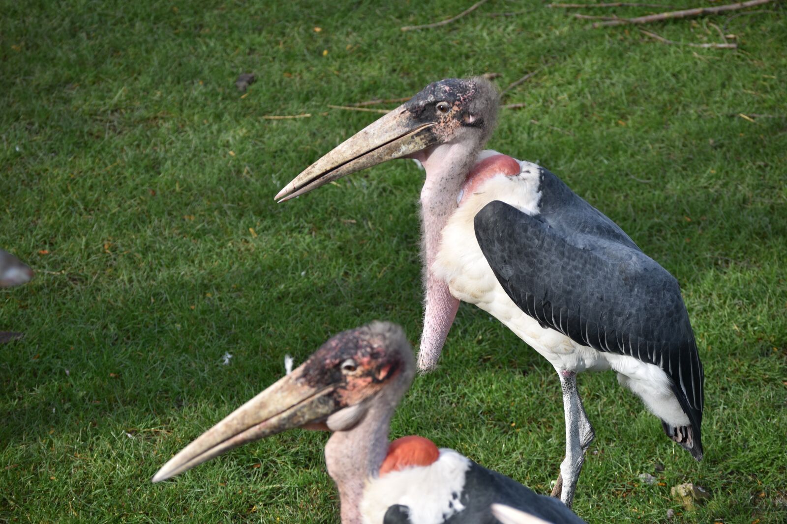 Nikon D5500 sample photo. Zoo, bird, nature photography