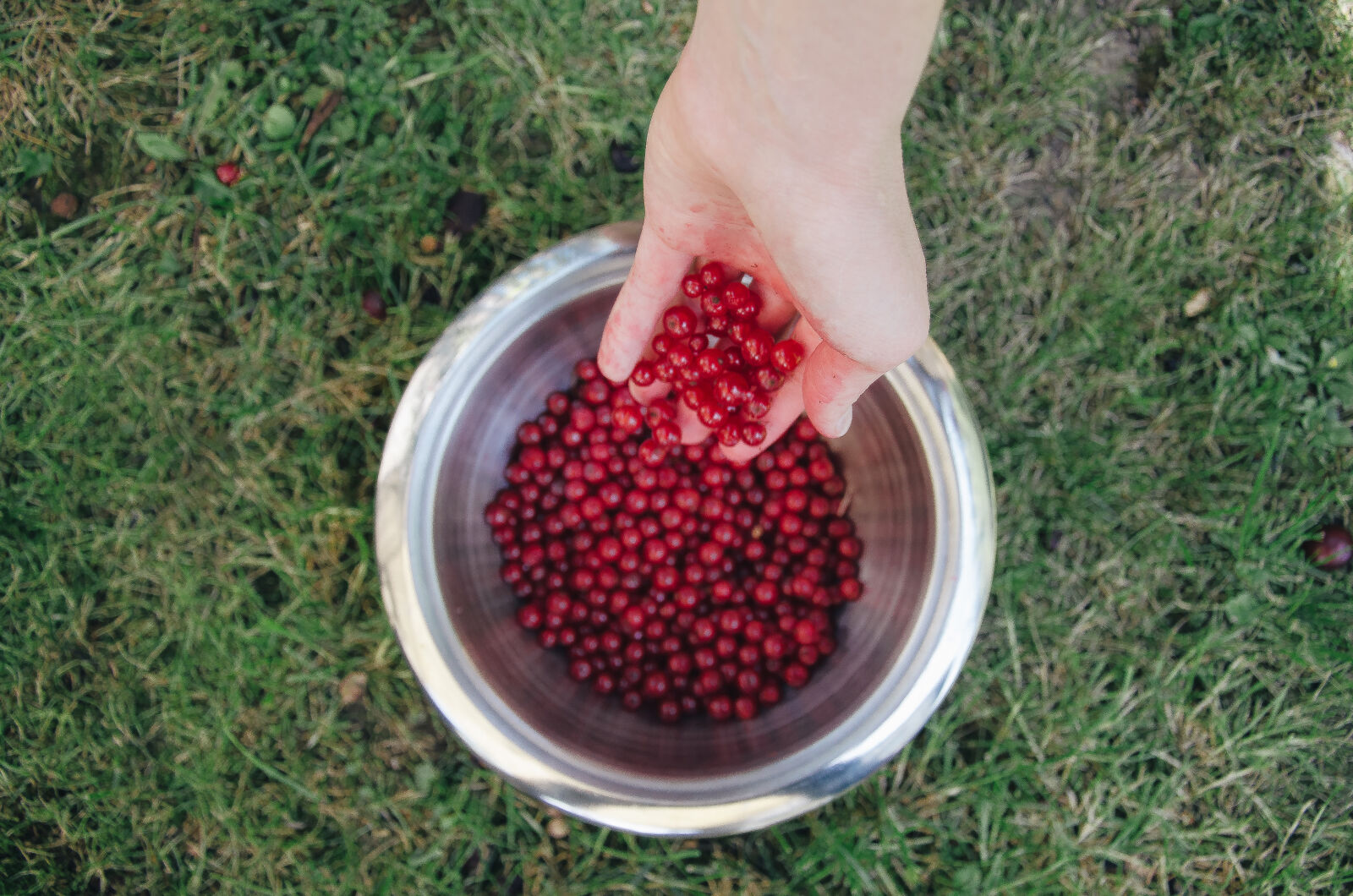 Nikon D5100 sample photo. Berries, red, summer, yum photography