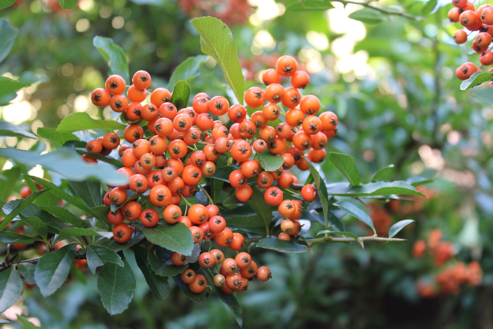 Canon EOS 1200D (EOS Rebel T5 / EOS Kiss X70 / EOS Hi) sample photo. Scarlet light, bush, plant photography