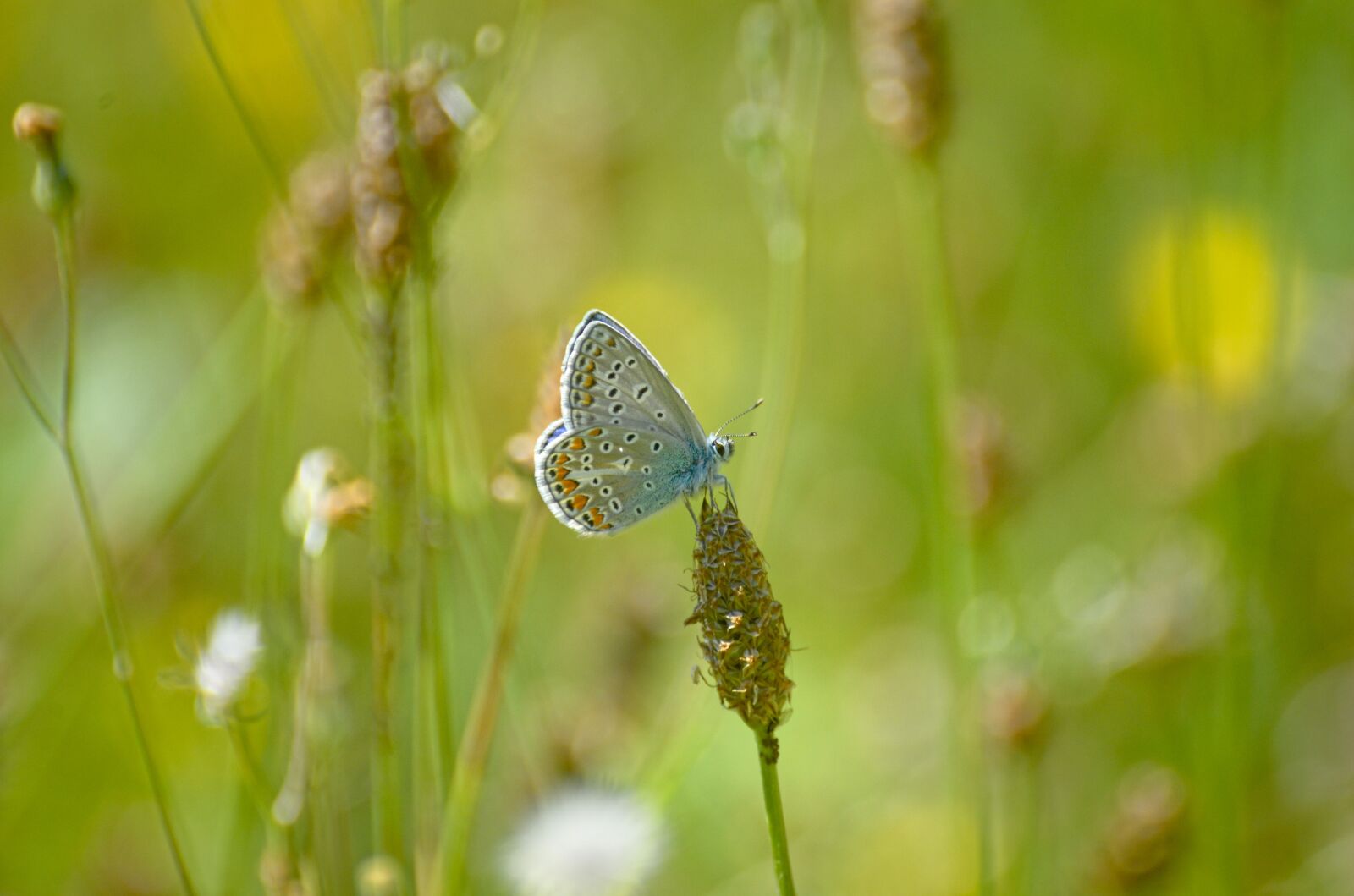 Nikon D70 sample photo. Butterfly, argus-silver-studded blue, common photography
