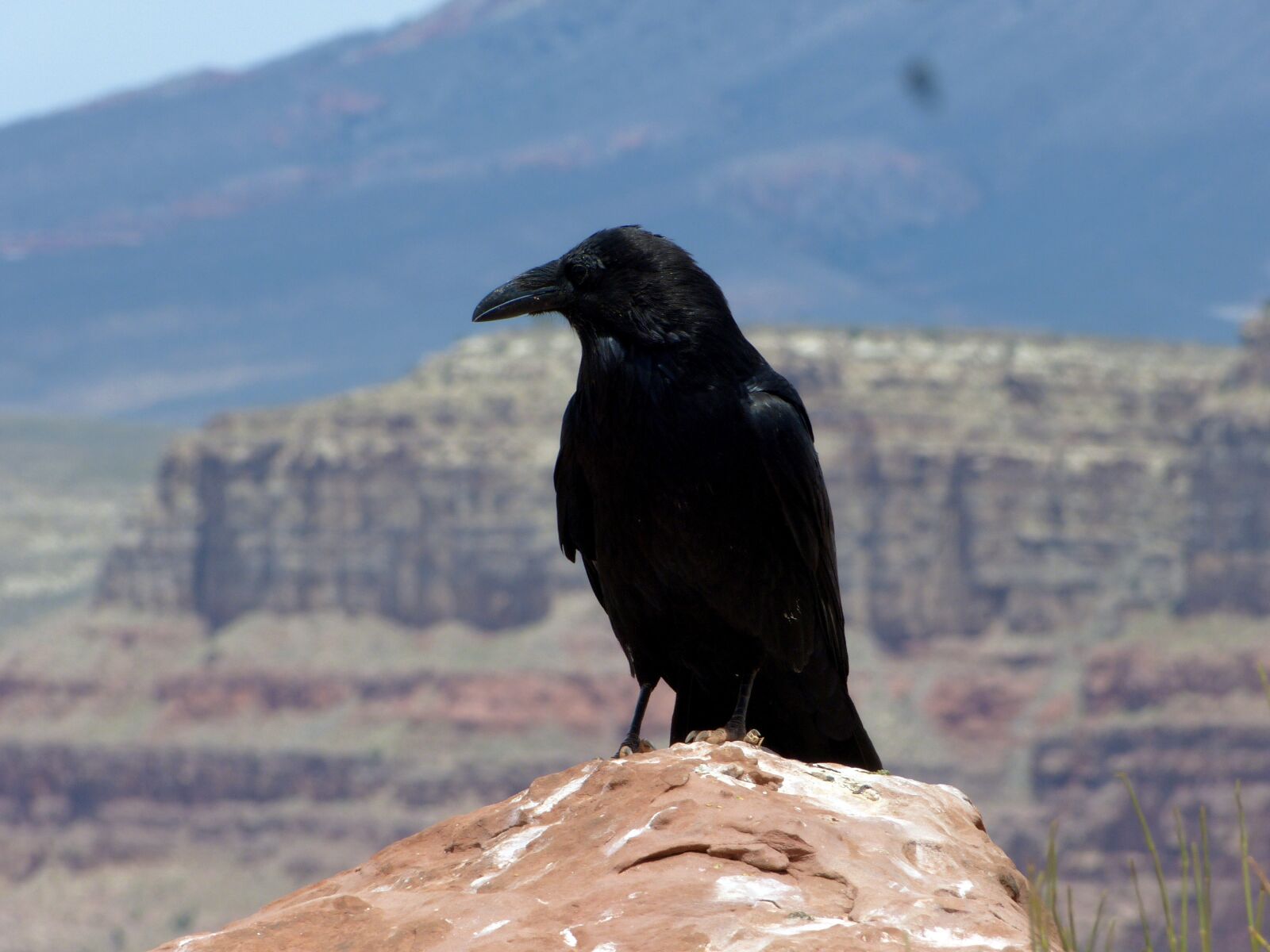 Leica V-Lux 3 sample photo. Bird, raven, crow photography