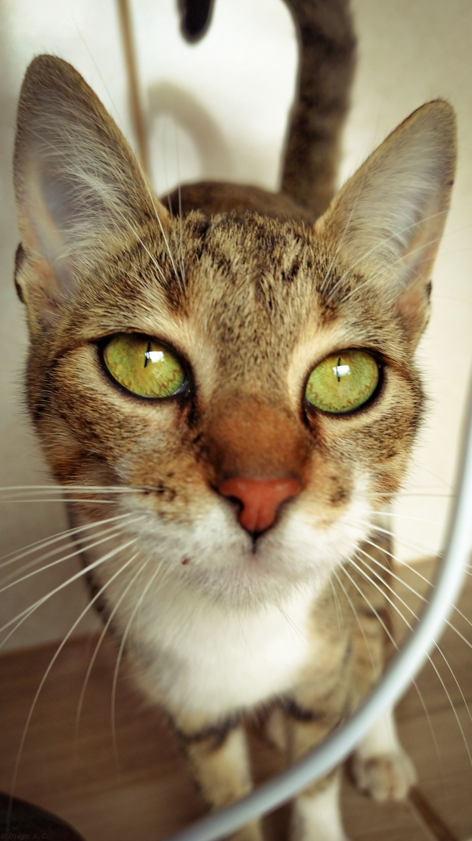 Xiaomi Mi A3 sample photo. Cat, brown cat, striped photography