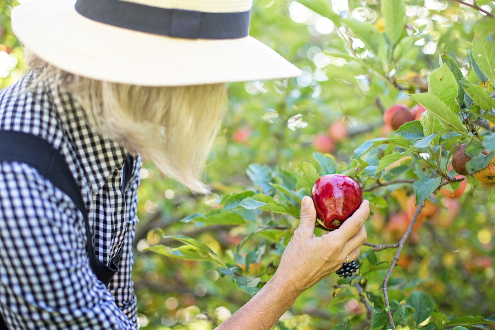 Canon EF 50mm F1.4 USM sample photo. Picking apple, apple picking photography